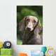Portrait Standard Dachshund Wall Decal