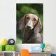 Portrait Standard Dachshund Wall Decal