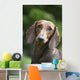 Portrait Standard Dachshund Wall Decal
