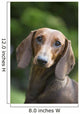 Portrait Standard Dachshund Wall Decal