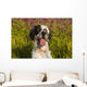 English Setter Late Summer Wall Decal