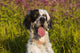 English Setter Late Summer Wall Decal