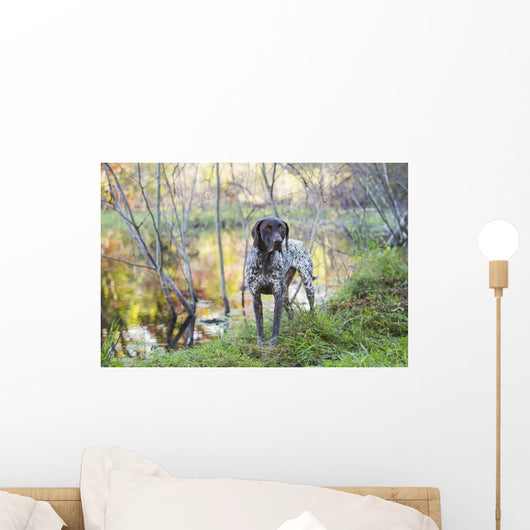 Female German Shorthair Pointer Wall Decal