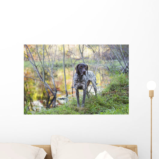 Female German Shorthair Pointer Wall Decal