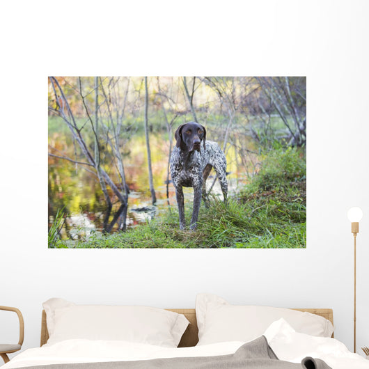 Female German Shorthair Pointer Wall Decal