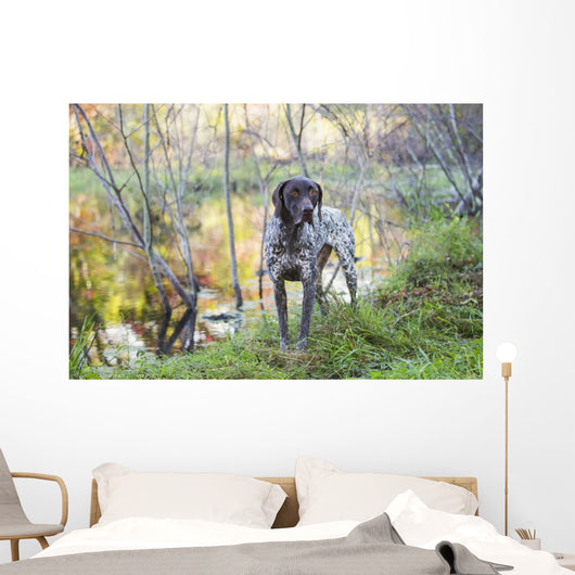 Female German Shorthair Pointer Wall Decal