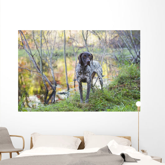 Female German Shorthair Pointer Wall Decal