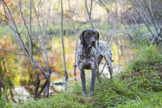 Female German Shorthair Pointer Wall Decal
