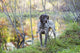 Female German Shorthair Pointer Wall Decal