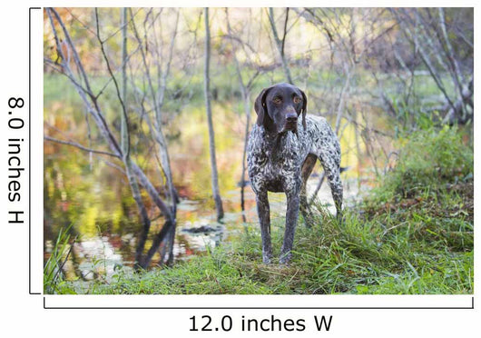Female German Shorthair Pointer Wall Decal