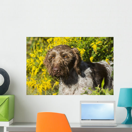German Wirehaired Pointer Autumn Wall Decal