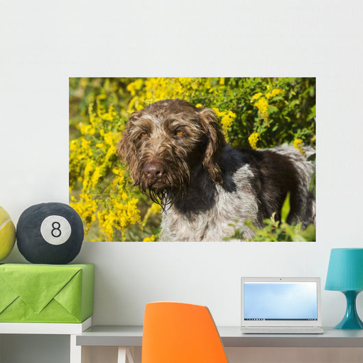 German Wirehaired Pointer Autumn Wall Decal