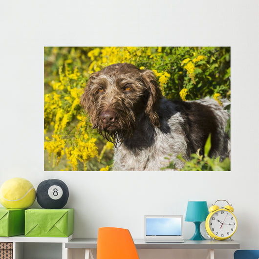 German Wirehaired Pointer Autumn Wall Decal