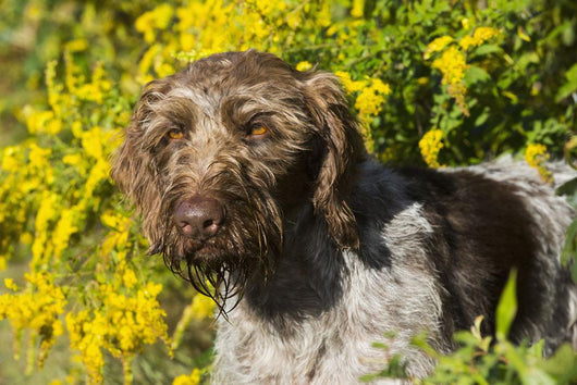 German Wirehaired Pointer Autumn Wall Decal