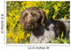 German Wirehaired Pointer Autumn Wall Decal