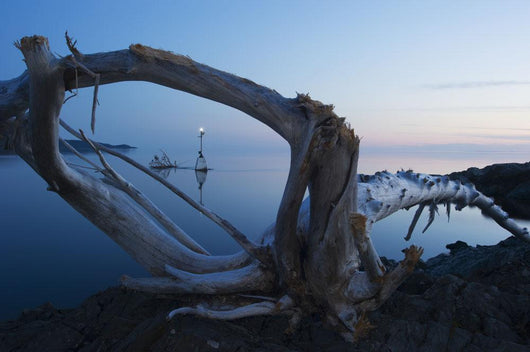 Through Driftwood Sunrise over Wall Decal