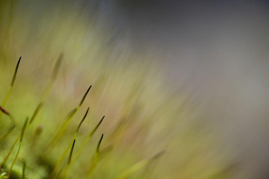 Macro Details Forest Floor Wall Decal