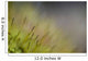 Macro Details Forest Floor Wall Decal