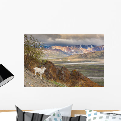 Adult Ram Dall Sheep Wall Decal Design 2 shown on a wall