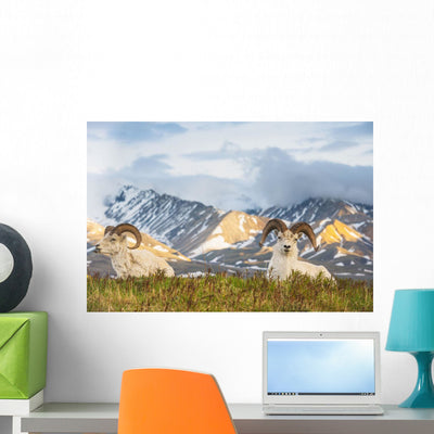 Two Adult Dall Sheep Wall Decal shown on a wall