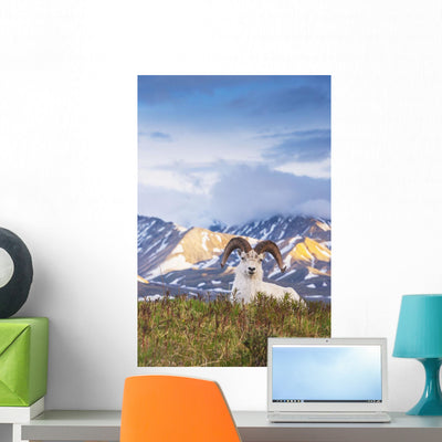 Adult Ram Dall Sheep Wall Decal Design 1 shown on a wall