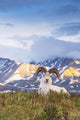 Adult Ram Dall Sheep Wall Decal Design 1