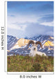 Adult Ram Dall Sheep Wall Decal Design 1