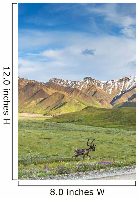Bull Caribou Approaching Park Wall Decal Design 1