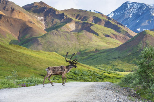 Bull Caribou Crosses Park Wall Decal
