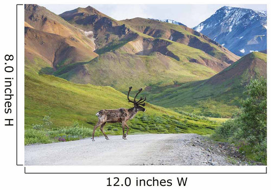 Bull Caribou Crosses Park Wall Decal