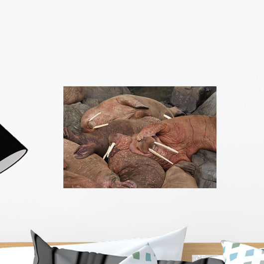 Male Pacific Walrus Hauled Wall Decal