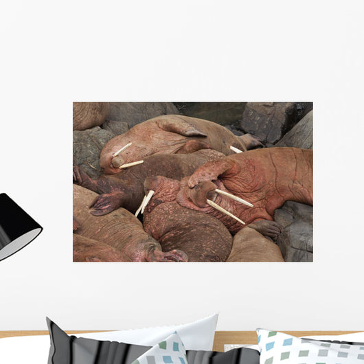 Male Pacific Walrus Hauled Wall Decal