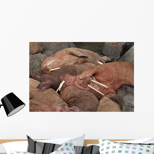 Male Pacific Walrus Hauled Wall Decal