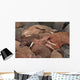 Male Pacific Walrus Hauled Wall Decal