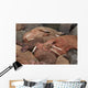 Male Pacific Walrus Hauled Wall Decal
