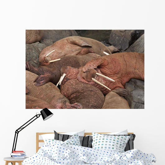 Male Pacific Walrus Hauled Wall Decal