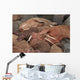 Male Pacific Walrus Hauled Wall Decal
