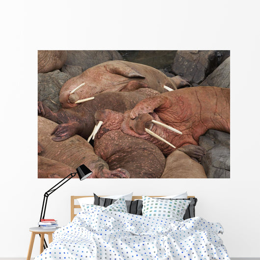 Male Pacific Walrus Hauled Wall Decal