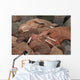 Male Pacific Walrus Hauled Wall Decal