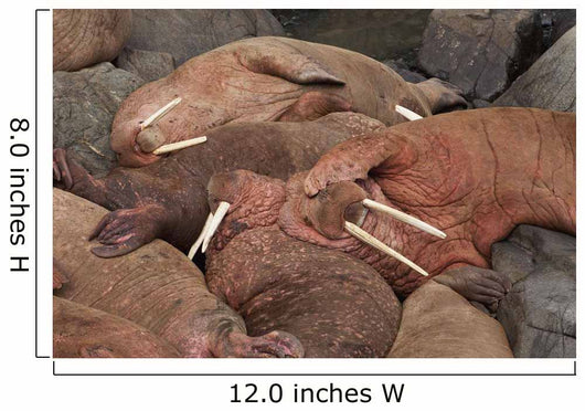 Male Pacific Walrus Hauled Wall Decal