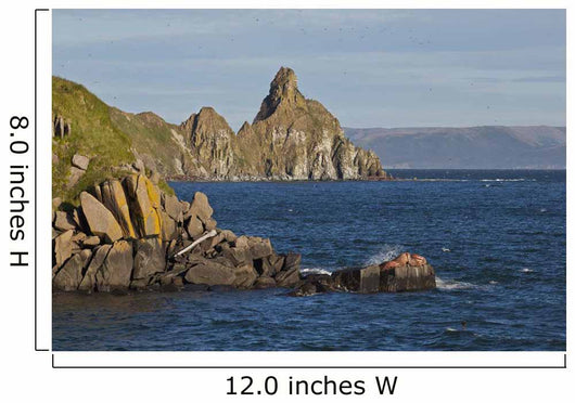 Pacific Walrus Group Males Wall Decal