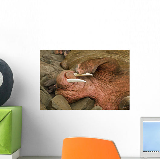 Up Pacific Walrus Male Wall Decal