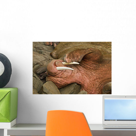 Up Pacific Walrus Male Wall Decal