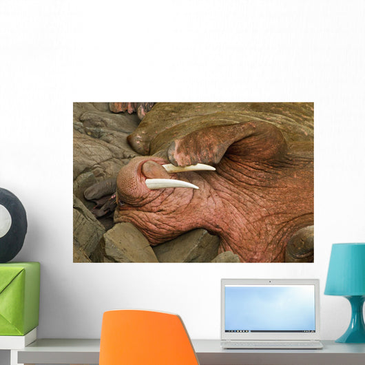 Up Pacific Walrus Male Wall Decal