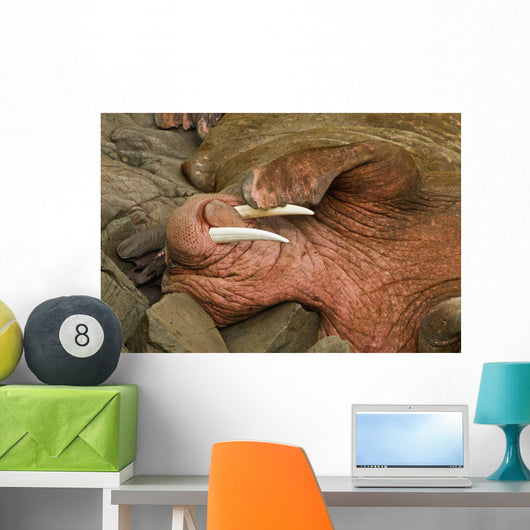 Up Pacific Walrus Male Wall Decal