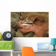Up Pacific Walrus Male Wall Decal