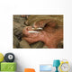 Up Pacific Walrus Male Wall Decal