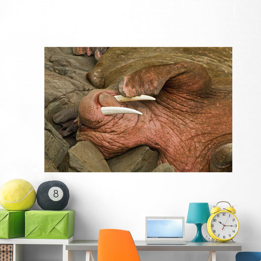 Up Pacific Walrus Male Wall Decal