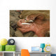 Up Pacific Walrus Male Wall Decal