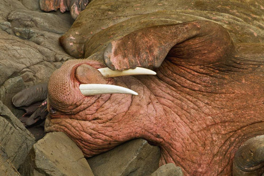 Up Pacific Walrus Male Wall Decal